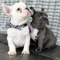 processed/a01c138f-29ab-4d30-a10b-d1561114f0a2/facility/f3638525-2ab4-4734-a7e4-261927cebfd3