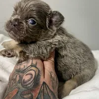 GINGER, a female French Bulldog for sale in Dubuque, IA – Photo 3 of 4