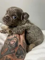 GINGER, a female French Bulldog for sale in Dubuque, IA – Photo 3 of 4