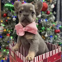 GINGER, a female French Bulldog for sale in Dubuque, IA – Photo 2 of 4