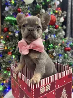 GINGER, a female French Bulldog for sale in Dubuque, IA – Photo 2 of 4