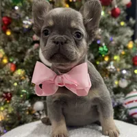 GINGER, a female French Bulldog for sale in Dubuque, IA – Photo 1 of 4