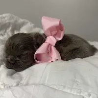 GINGER, a female French Bulldog for sale in Dubuque, IA – Photo 4 of 4