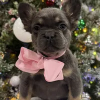 POPPI, a female French Bulldog for sale in Dubuque, IA – Photo 1 of 4