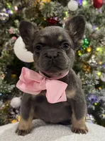 POPPI, a female French Bulldog for sale in Dubuque, IA – Photo 1 of 4
