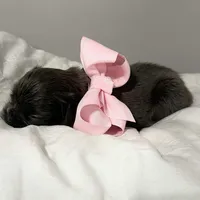 POPPI, a female French Bulldog for sale in Dubuque, IA – Photo 4 of 4