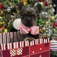 POPPI, a female French Bulldog for sale in Dubuque, IA – Photo 2 of 4