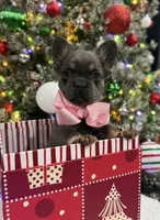 POPPI, a female French Bulldog for sale in Dubuque, IA – Photo 2 of 4