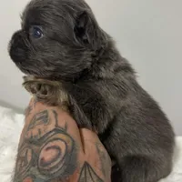 POPPI, a female French Bulldog for sale in Dubuque, IA – Photo 3 of 4