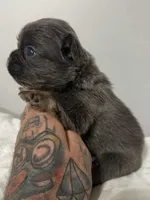 POPPI, a female French Bulldog for sale in Dubuque, IA – Photo 3 of 4