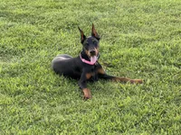 PURE EUROPEAN, a female Doberman Pinscher for sale in Dubuque, IA – Photo 1 of 3