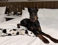 PURE EUROPEAN, a female Doberman Pinscher for sale in Dubuque, IA – Photo 3 of 3