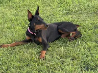 PURE EUROPEAN, a female Doberman Pinscher for sale in Dubuque, IA – Photo 2 of 3