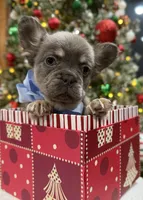 ROCKY, a male French Bulldog for sale in Dubuque, IA – Photo 2 of 3