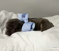 ROCKY, a male French Bulldog for sale in Dubuque, IA – Photo 3 of 3