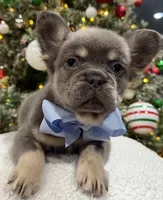 ROCKY, a male French Bulldog for sale in Dubuque, IA – Photo 1 of 3