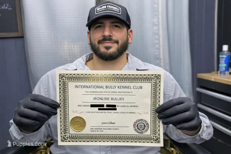 Ironline Bullies  – American Bully puppy for sale in Denton, TX