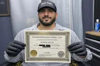 Ronin, a male American Bully for sale in Denton, TX – Photo 9 of 10