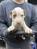 Ronin, a male American Bully for sale in Denton, TX – Photo 7 of 10