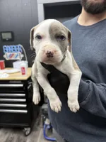 Ronin, a male American Bully for sale in Denton, TX – Photo 5 of 10