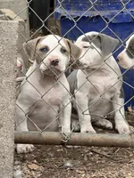 Ronin, a male American Bully for sale in Denton, TX – Photo 10 of 10