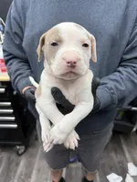 Ronin, a male American Bully for sale in Denton, TX – Photo 3 of 10