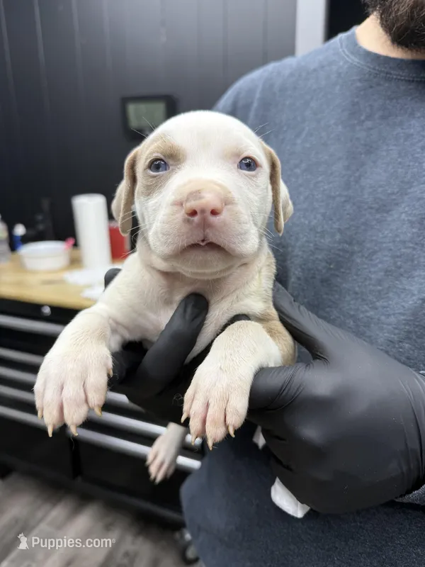 Ronin – American Bully puppy for sale in Denton, TX