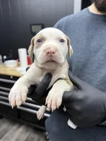 Ronin, a male American Bully for sale in Denton, TX – Photo 1 of 10