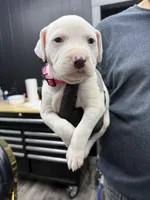 Ronin, a male American Bully for sale in Denton, TX – Photo 6 of 10