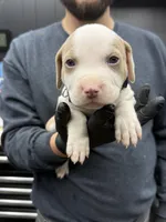 Ronin, a male American Bully for sale in Denton, TX – Photo 4 of 10