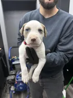 Ronin, a male American Bully for sale in Denton, TX – Photo 2 of 10