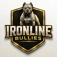 Ironline Bullies , a male American Bully for sale in Denton, TX – Photo 3 of 10