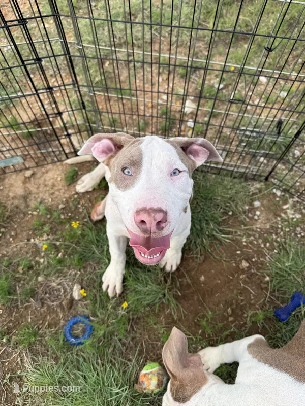 Chacha – American Bully puppy for sale in Denton, TX
