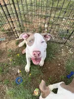 Chacha, a male American Bully for sale in Denton, TX – 1 of 4
