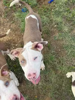 Rufus, a male American Bully for sale in Denton, TX – 3 of 4