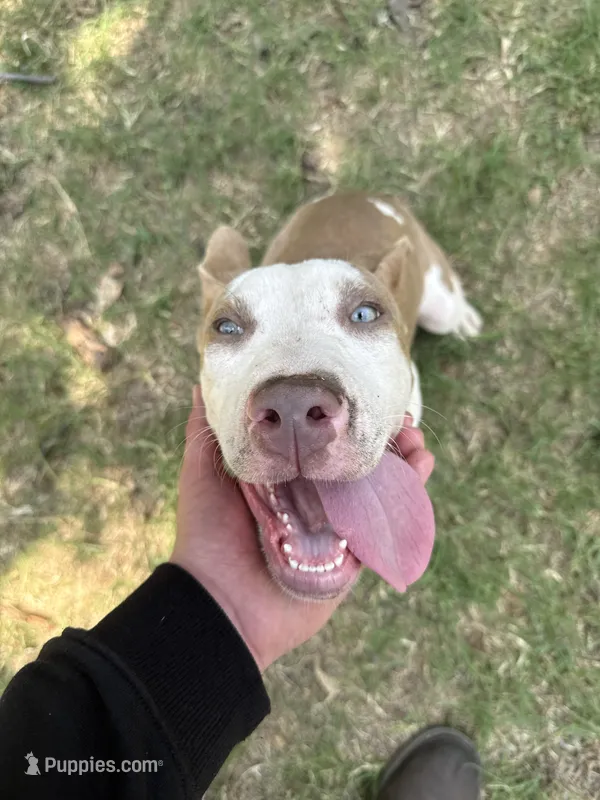 Dulce  – American Bully puppy for sale in Denton, TX
