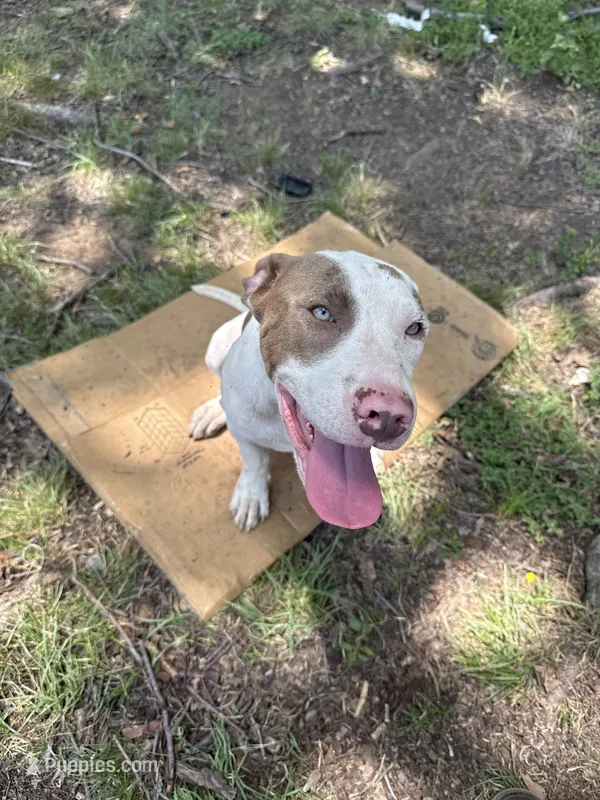 Ronin  – American Bully puppy for sale in Denton, TX