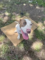 Ronin , a male American Bully for sale in Denton, TX – 1 of 3