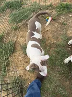 Chacha, a male American Bully for sale in Denton, TX – 3 of 4