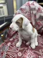 Dino , a male American Bully for sale in Denton, TX – Photo 5 of 8