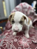 Dino , a male American Bully for sale in Denton, TX – Photo 4 of 8