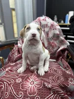 Dino , a male American Bully for sale in Denton, TX – Photo 7 of 8