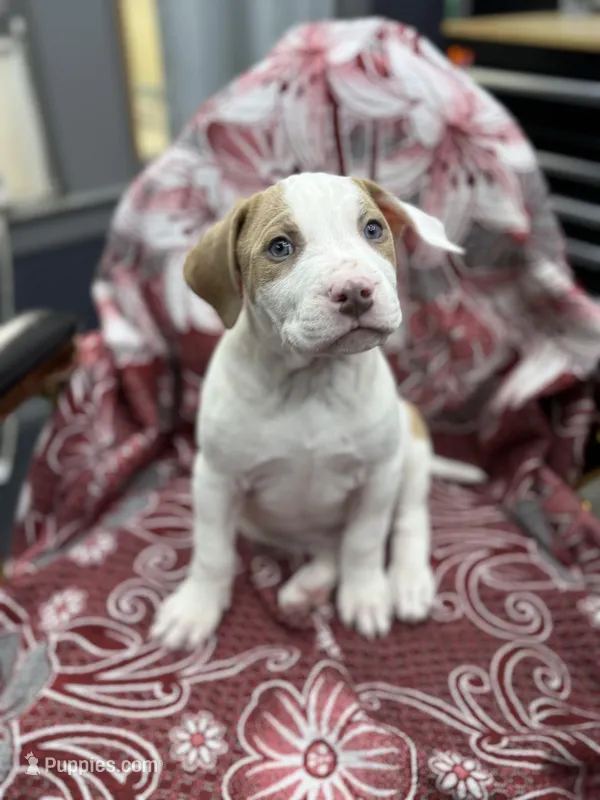 Dino  – American Bully puppy for sale in Denton, TX