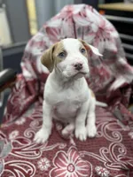 Dino , a male American Bully for sale in Denton, TX – Photo 1 of 8