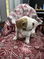 Dino , a male American Bully for sale in Denton, TX – Photo 8 of 8