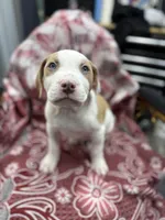 Dino , a male American Bully for sale in Denton, TX – Photo 3 of 8