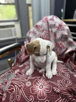 Dino , a male American Bully for sale in Denton, TX – Photo 6 of 8