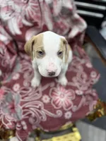 Dino , a male American Bully for sale in Denton, TX – Photo 2 of 8