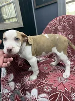 Lacy , a female American Bully for sale in Denton, TX – 5 of 7