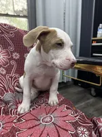 Lacy , a female American Bully for sale in Denton, TX – 3 of 7